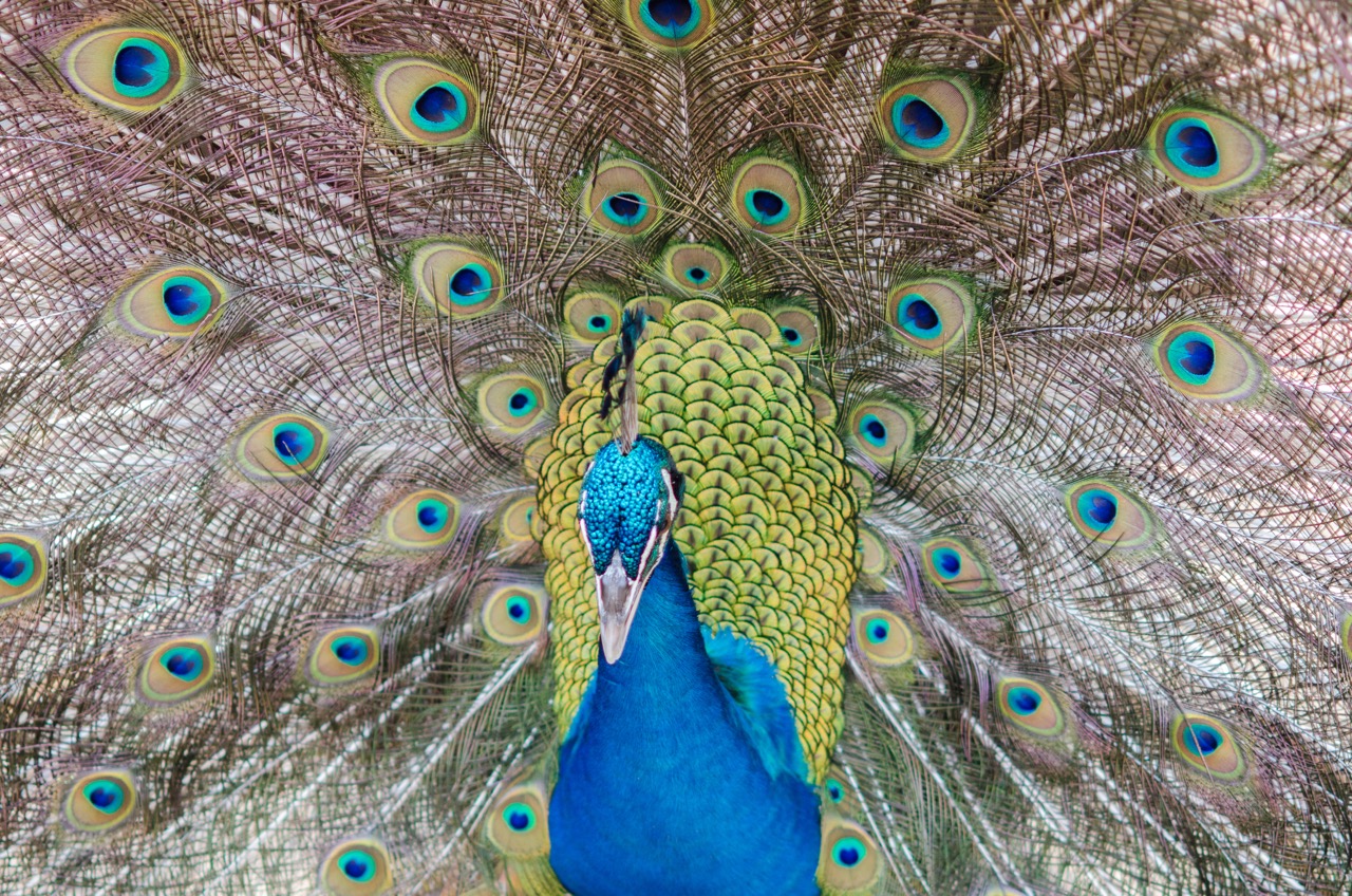 Peacock strutting his stuff.