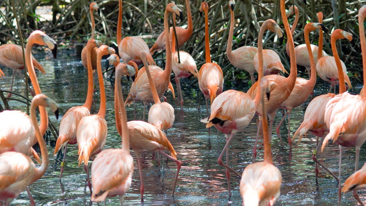 Flamingos in the Mangrove lagoon.
