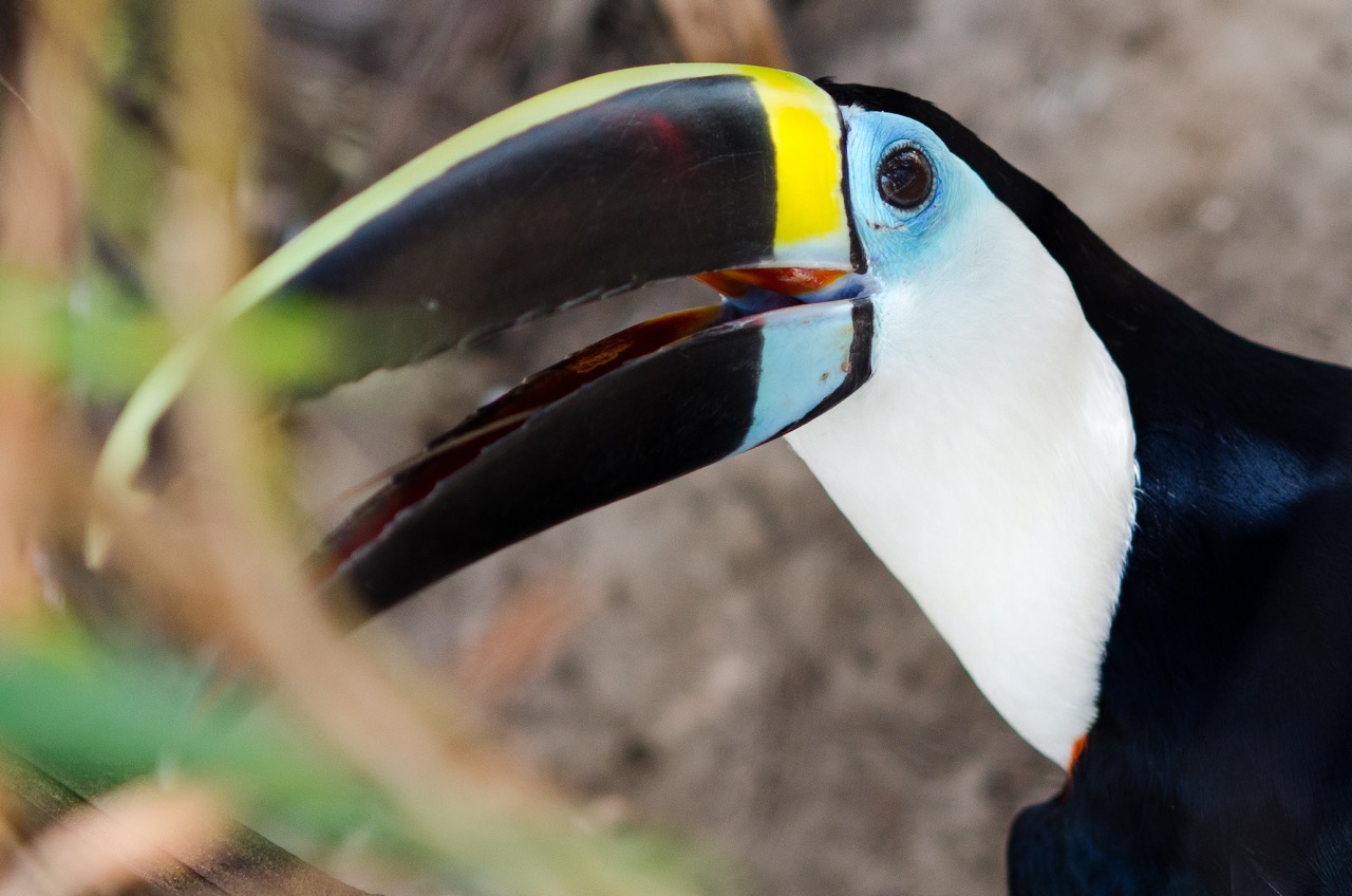 Toucan