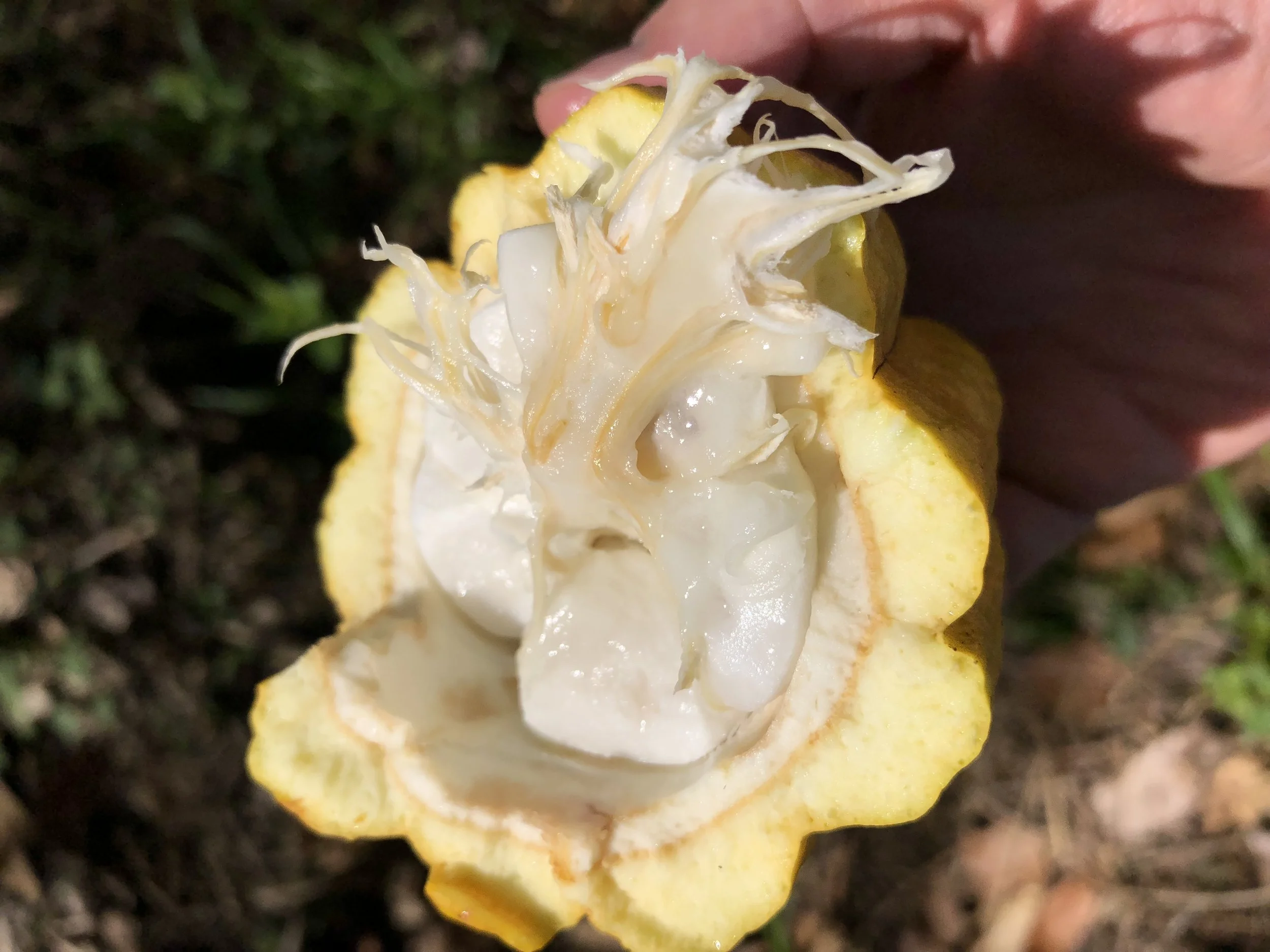 Fruit inside the cacao.