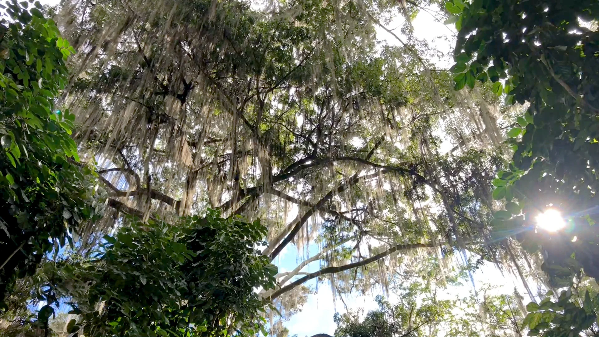 Bearded trees in Gallineral Park.