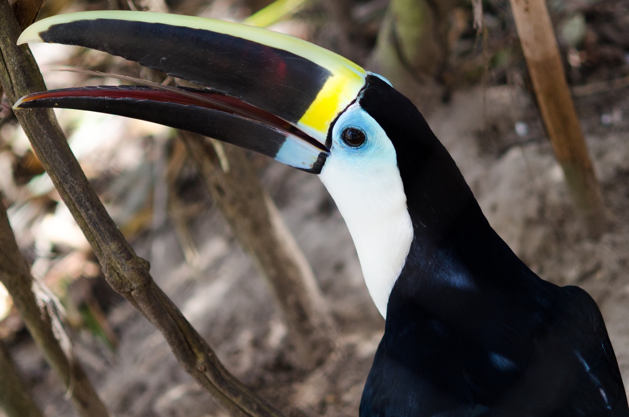 Aviario