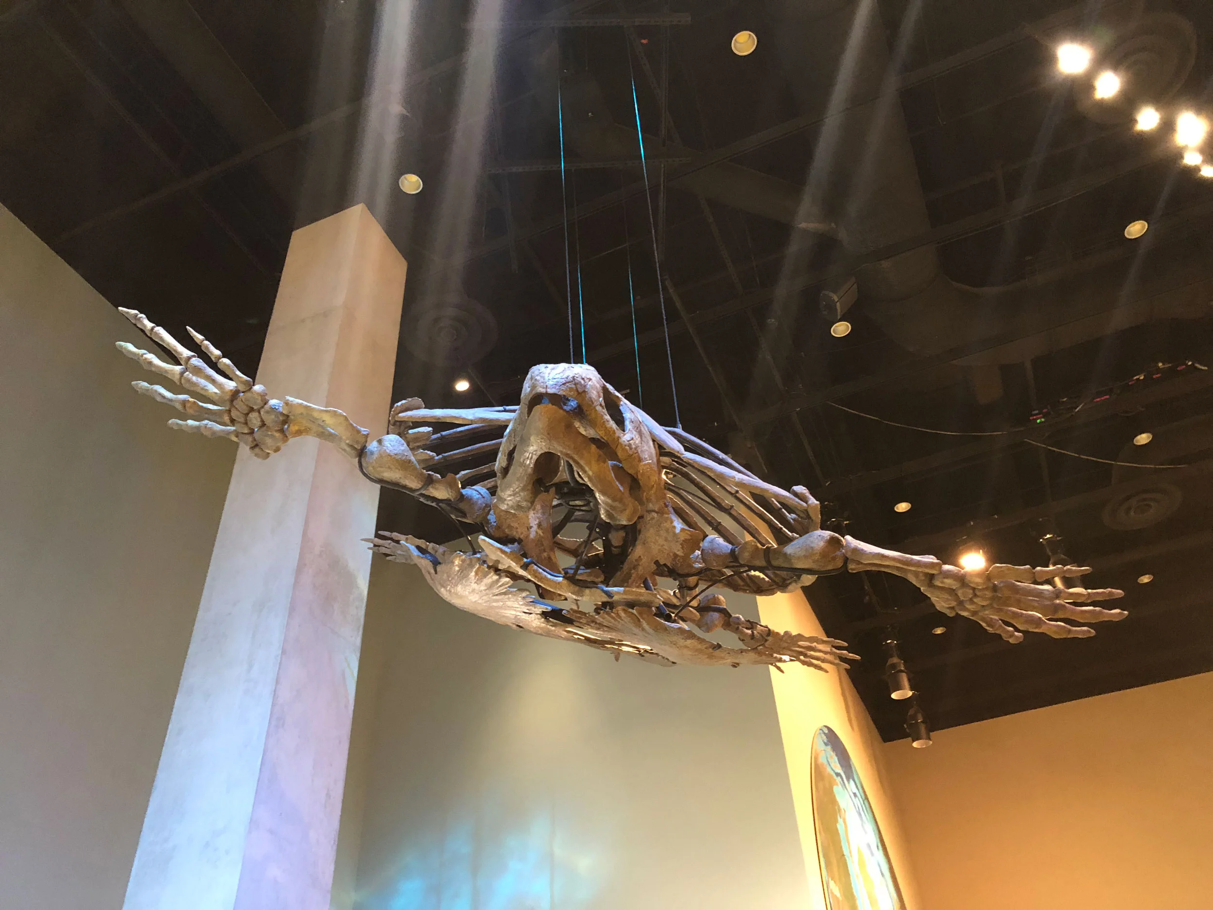 Perot-Museum_dinosaur-turtle.jpg