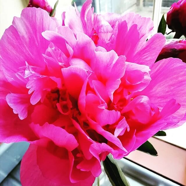 Peonies have to be my favourite flower. What's yours and which flowers are you having at your wedding? #peonies #pink