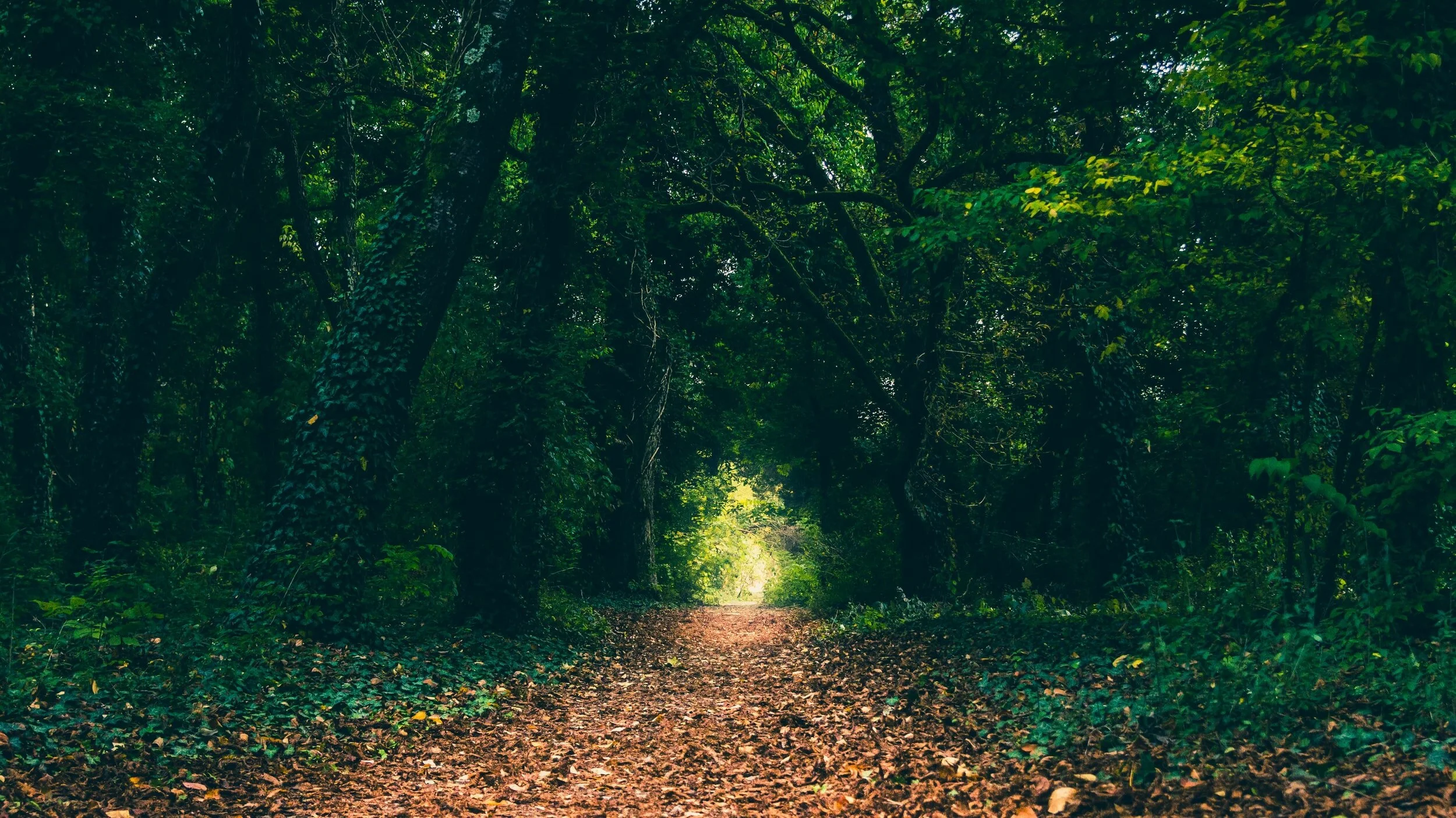 unsplash-image-PAxuttF3BvQ.jpg