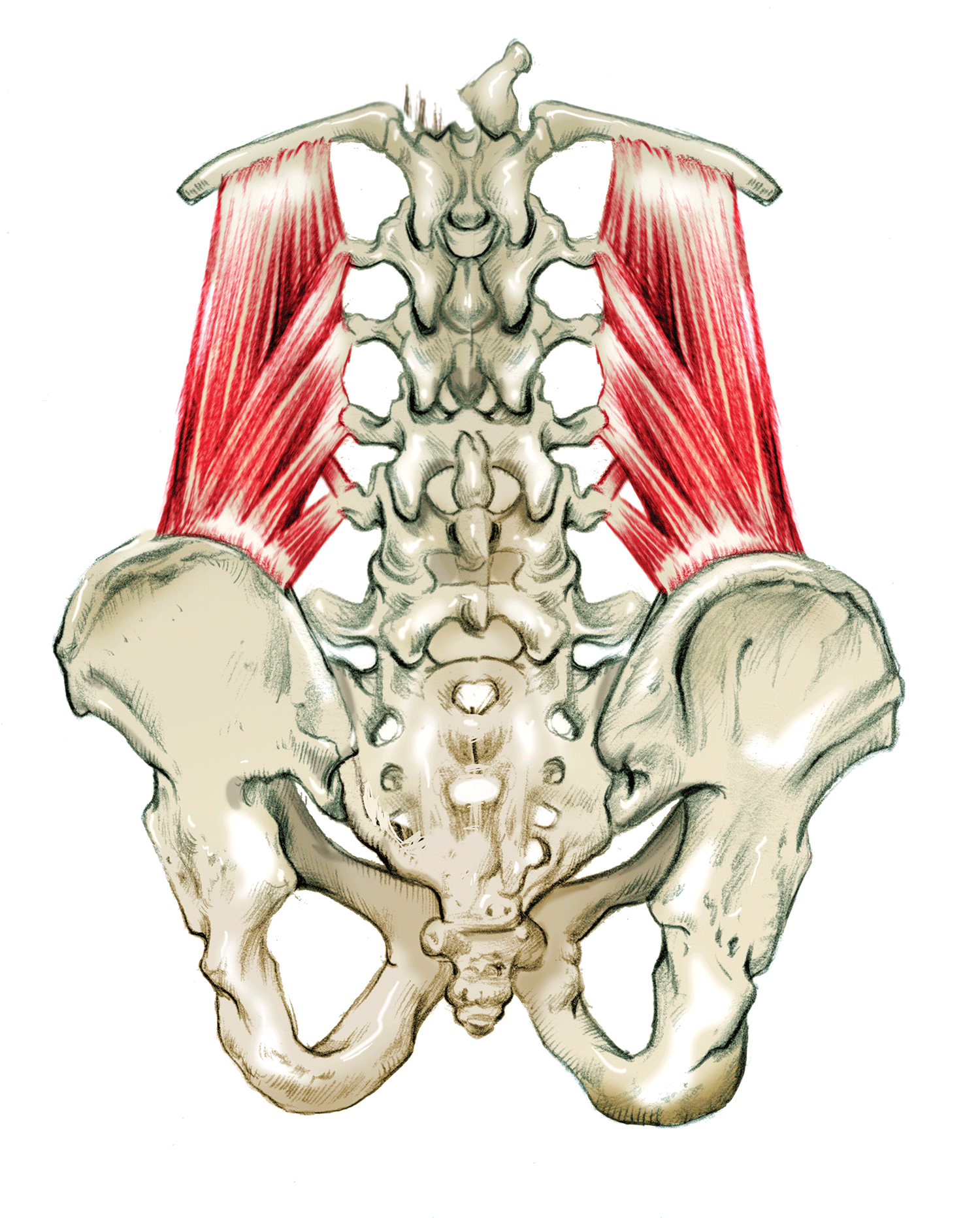 The Muscles That Support The Pelvis Upper Body — Mamastefit®