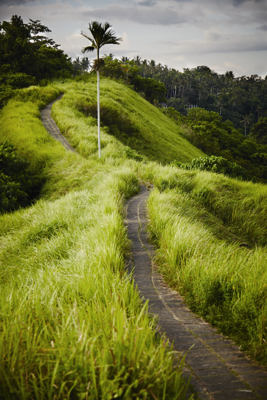 Choose the path less traveled......(Ubud, Bali, Indonesia)