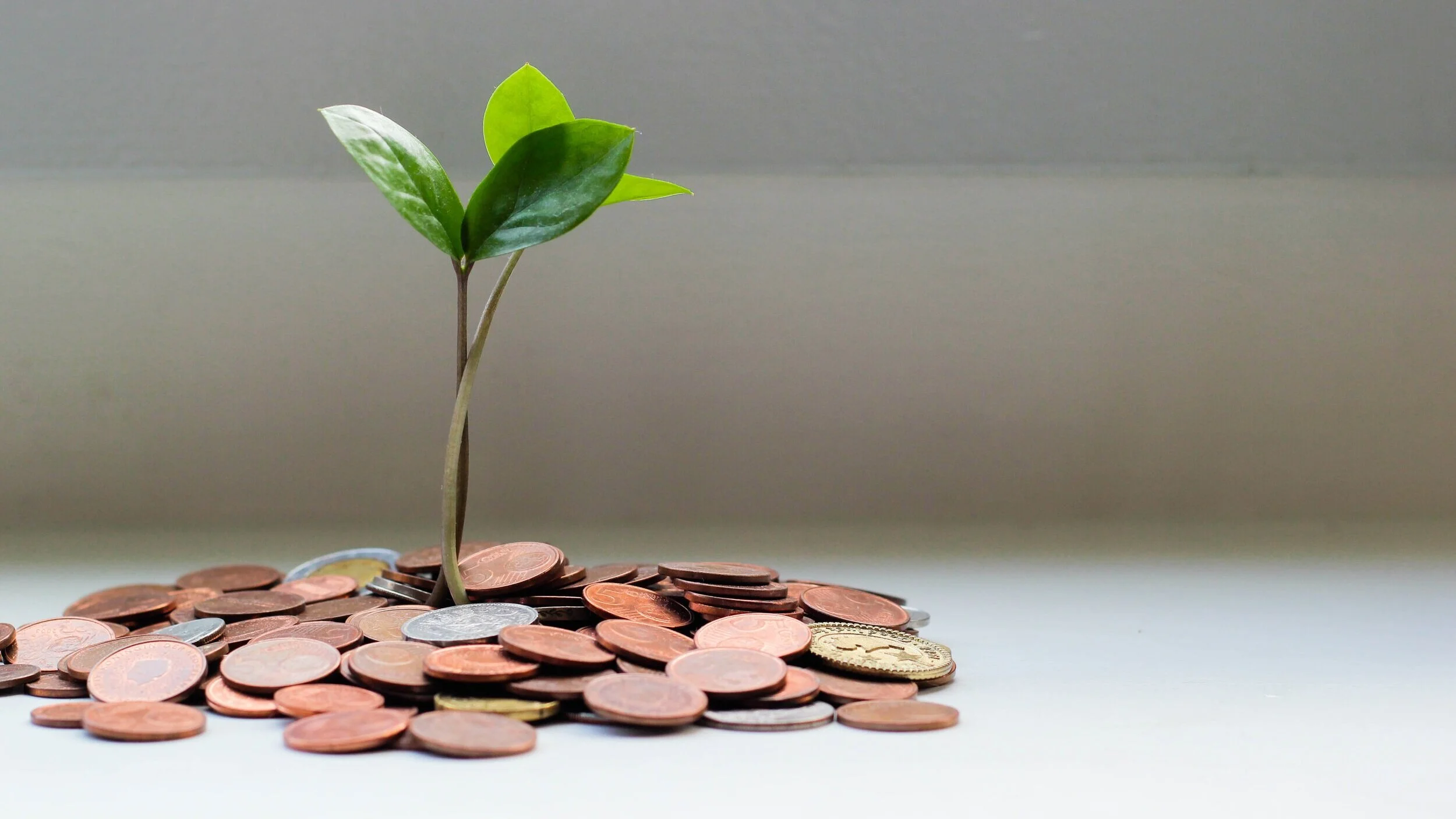 Plant growing out of a pile of coins