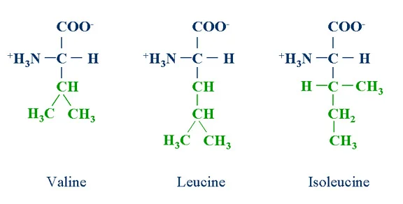 Branched-chain-amino-acids-1.jpg