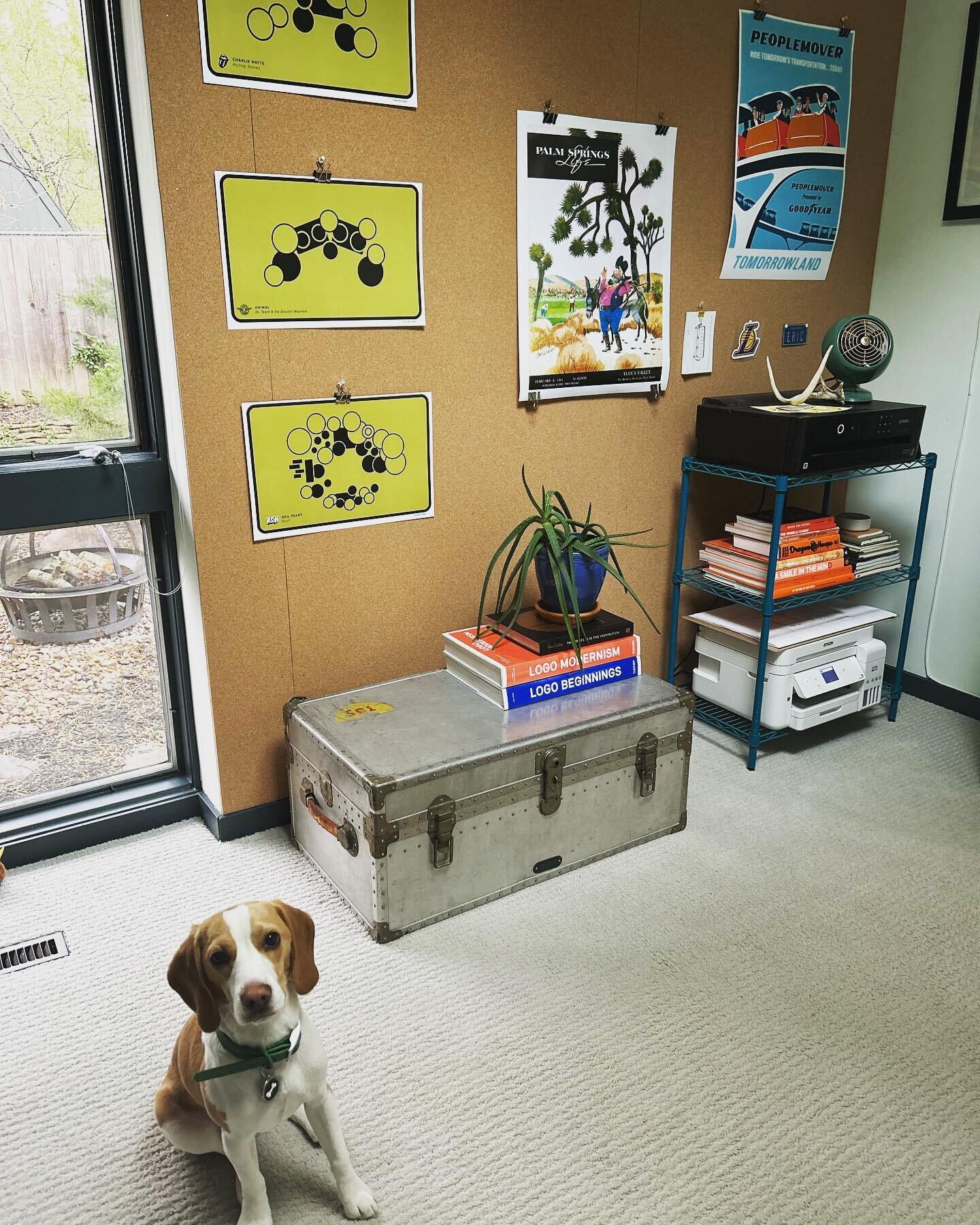 Gus, Empty Barn associate, holding down the office/fort. 🐶