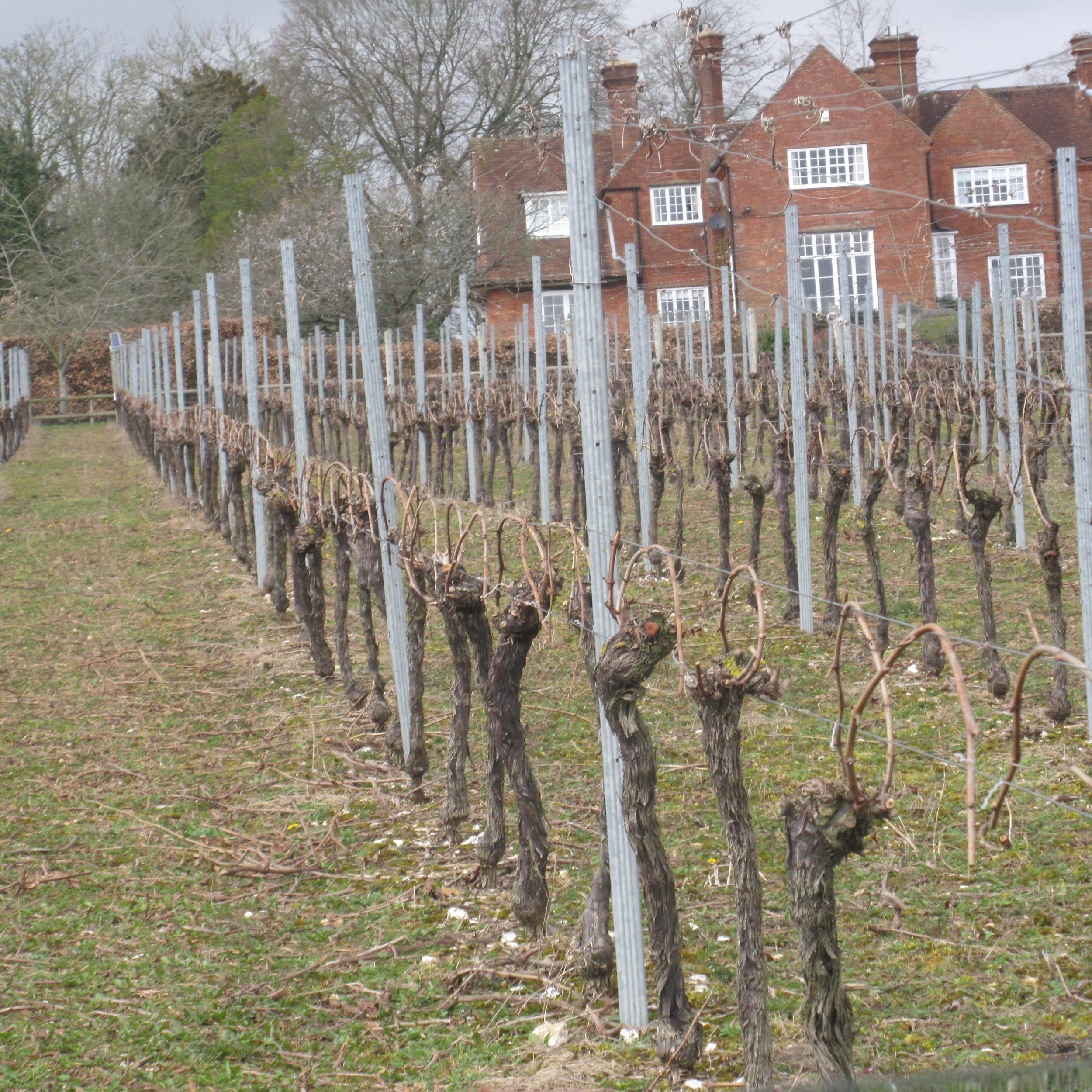 Hambledon Vineyards