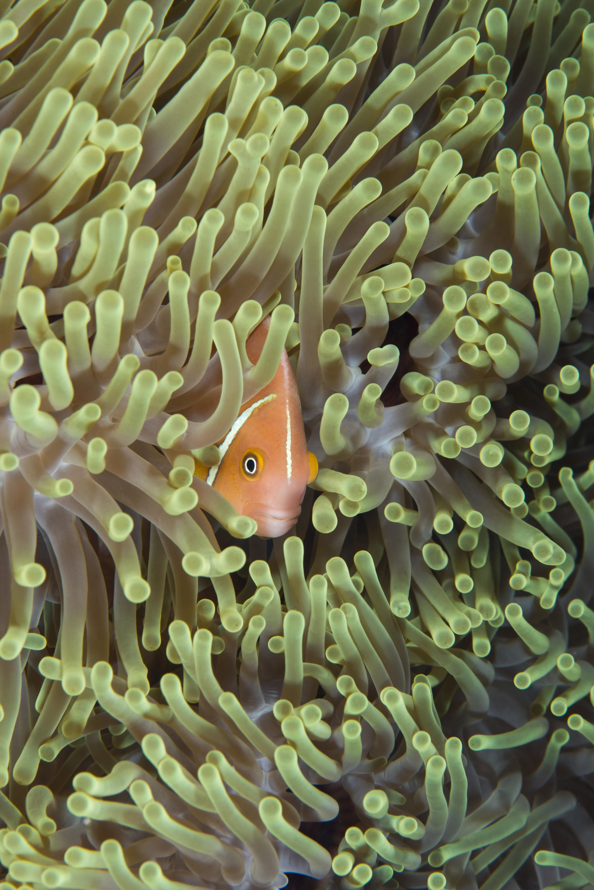 San Diego City Lights