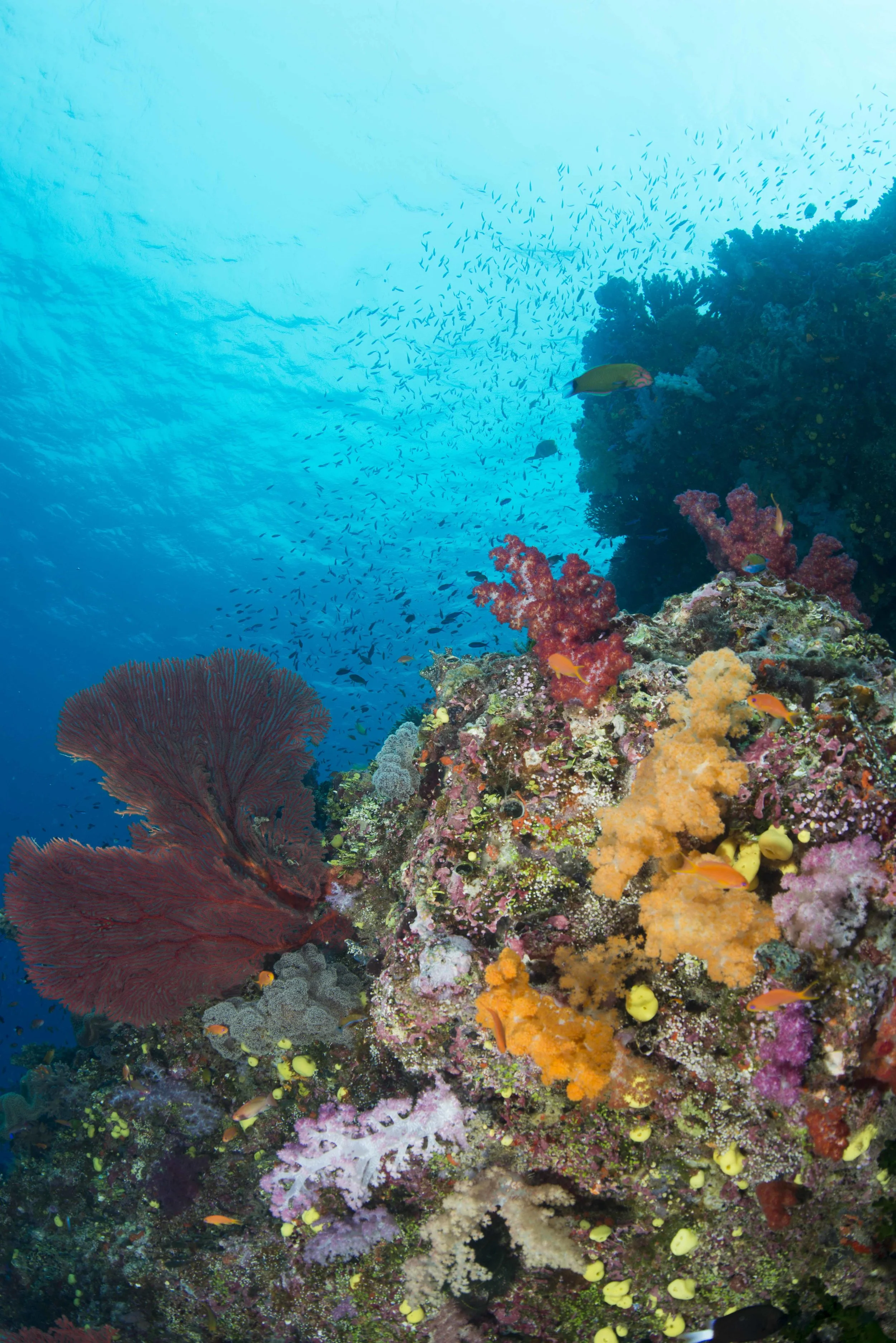 Red and Orange Coral.jpg