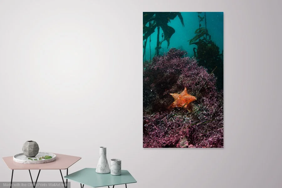 Sea Star Bed OhMyPrint.jpg