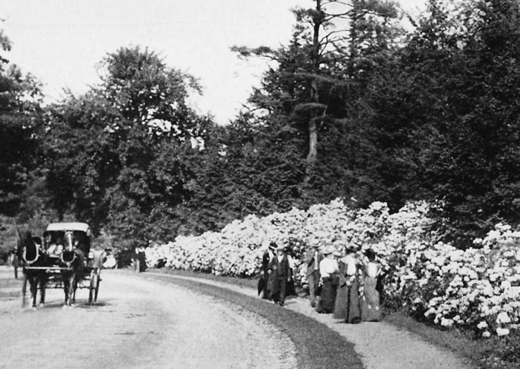 Visitors to the Arnold Arboretum at the turn of the century pass by a display of mountain laurel.