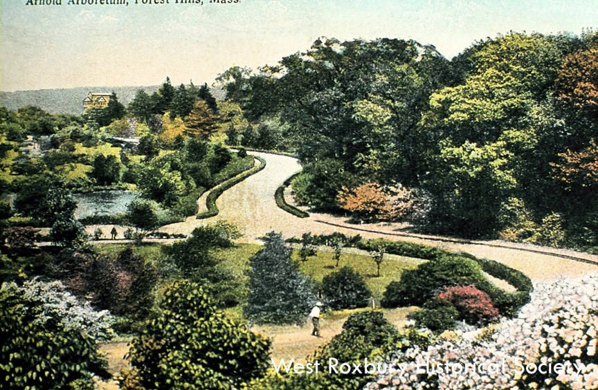   Arnold Arboretum courtesy of West Roxbury Historical Society  