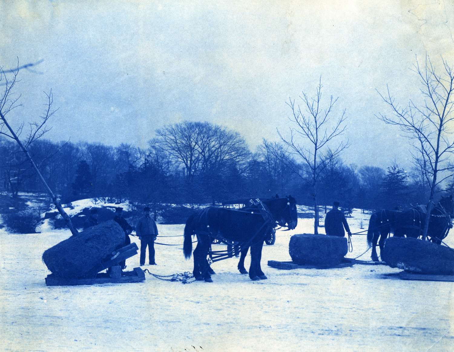   A cyanotype shows draft horses being used to transport trees by sled for planting. Possibly Franklin Park or Arnold Arboretum. Courtesy of Greg French. 