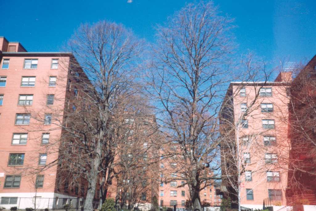 “Tower in the Park”. The tree shaded mall between two seven-story buildings at 279 and 267 Centre Street, Bromley Park.