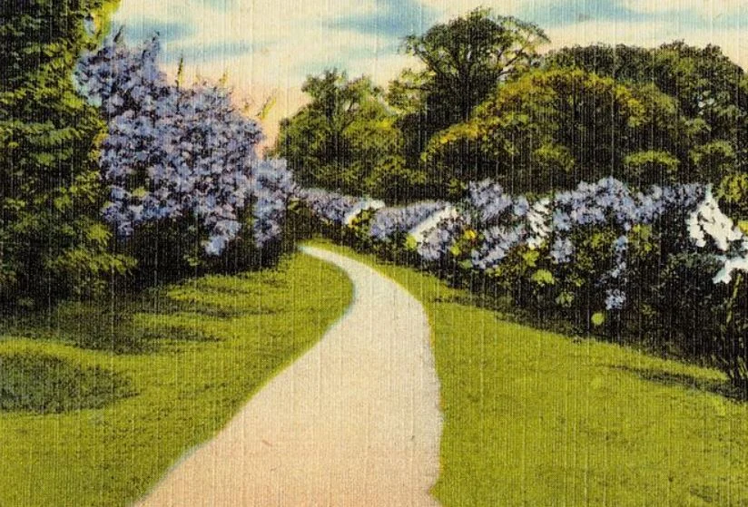 Lilacs_at Arnold_Arboretum_ https://commons.wikimedia.org/wiki/File:(71628)