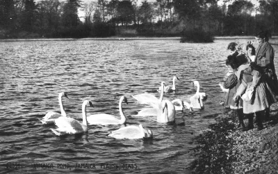 swans.jpg