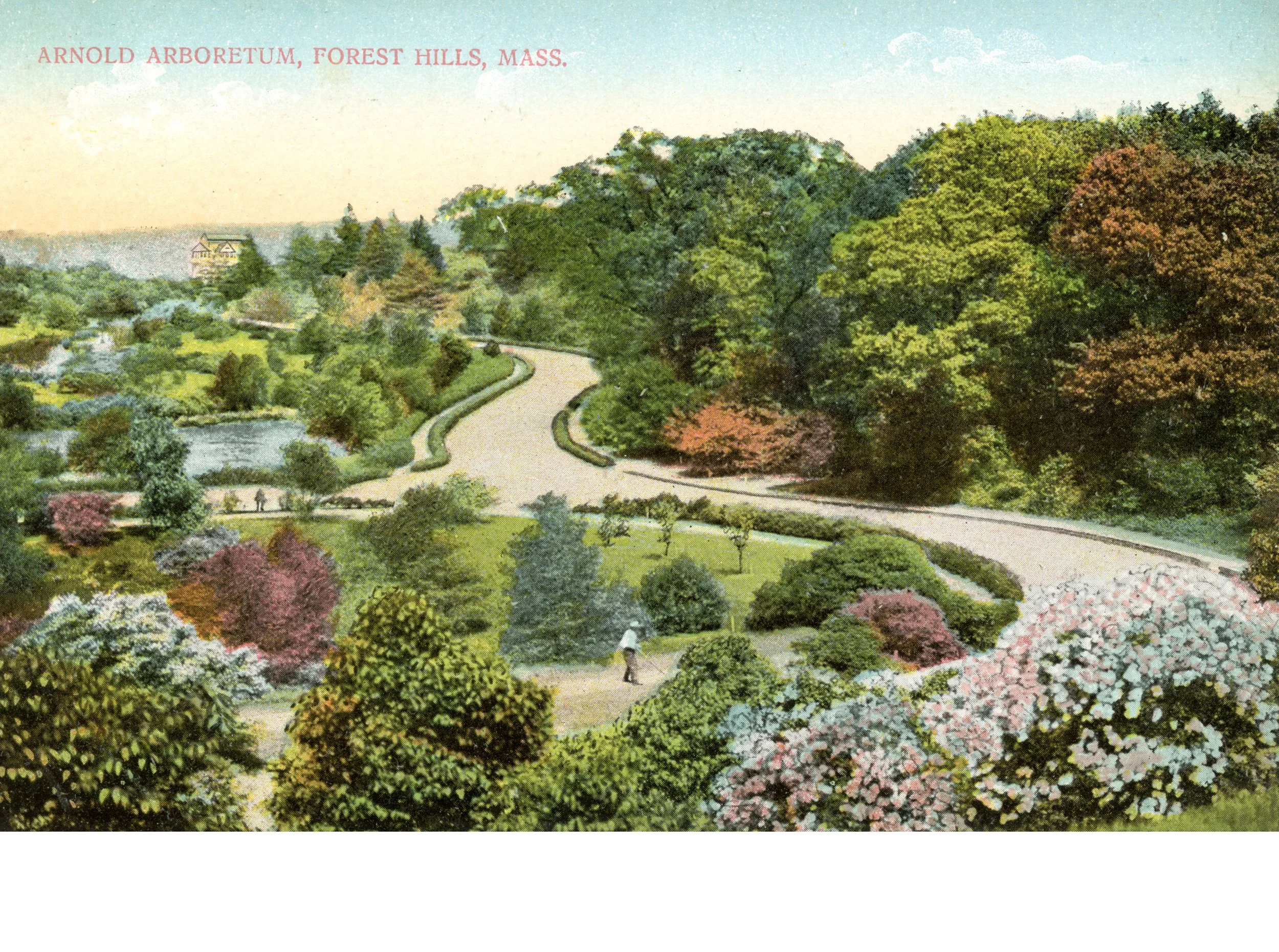 Postcard of the Arnold Arboretum 