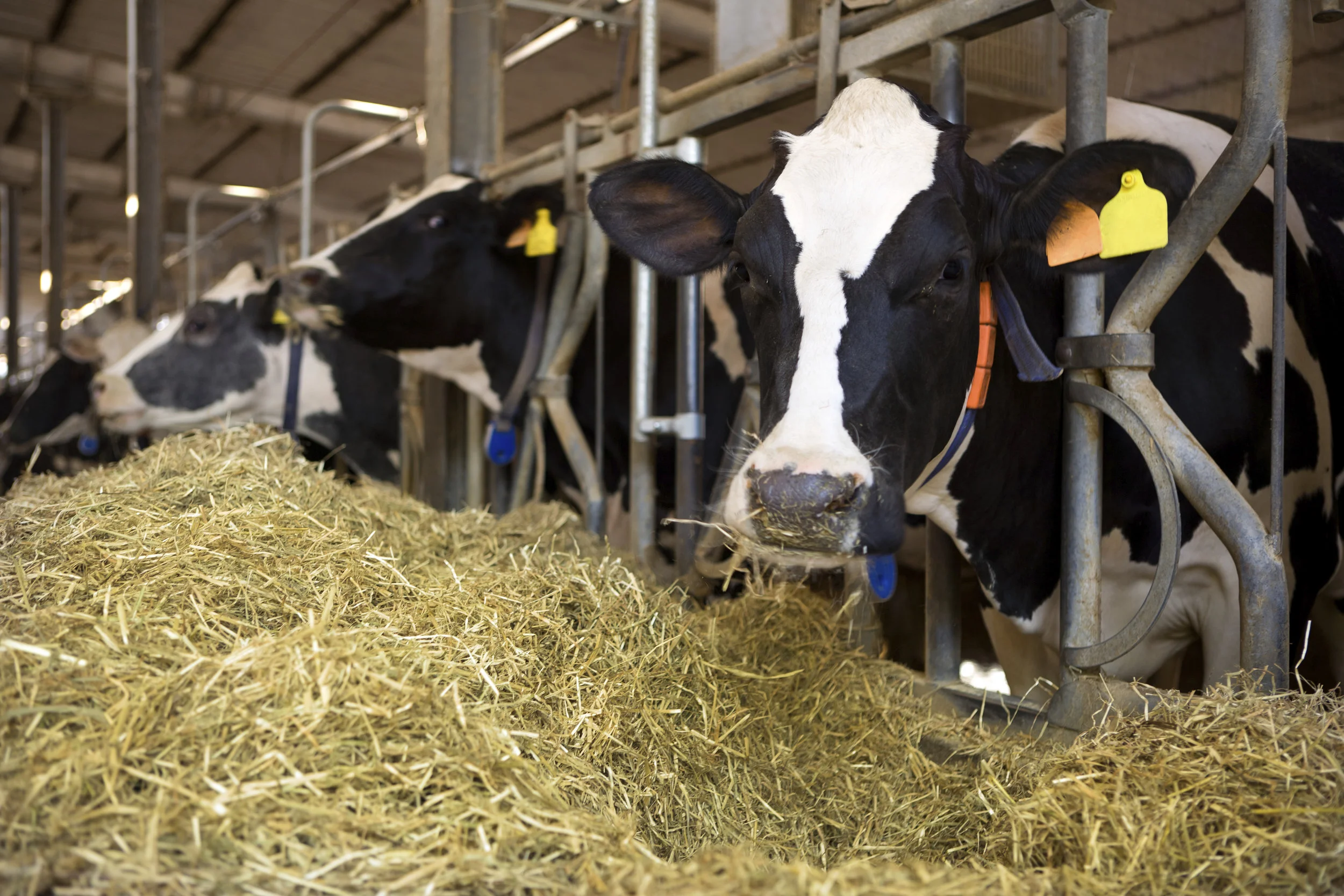 Cow with Forage.jpg