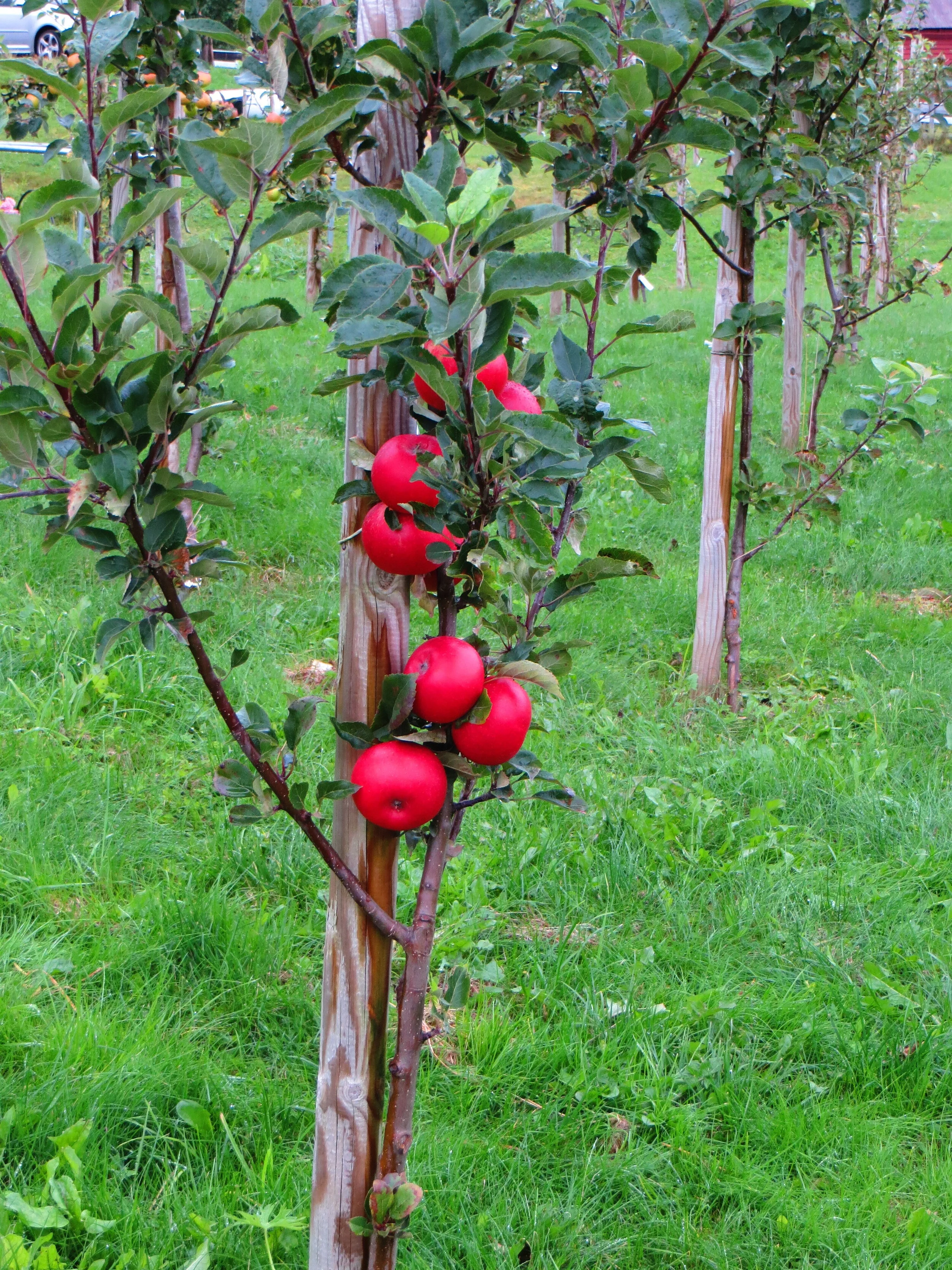 The Gift of Prophecy Today