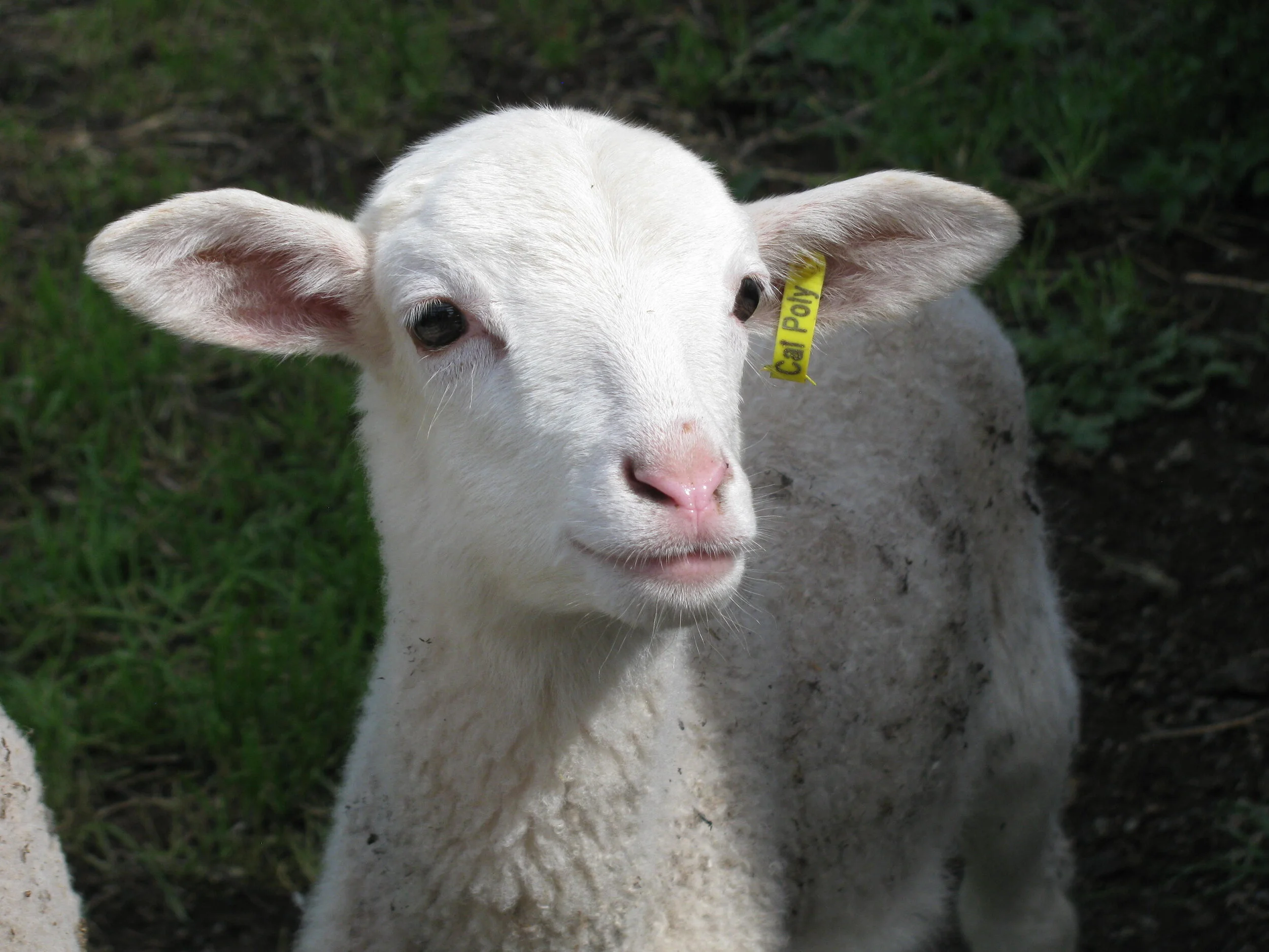 Shepherds and Teachers: Gifts in Ministry IX