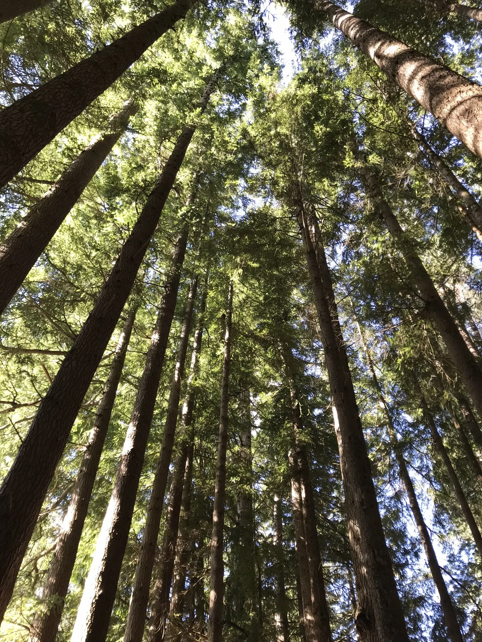 Abuse of Power in the Church—Part V—Leadership vs. servantship