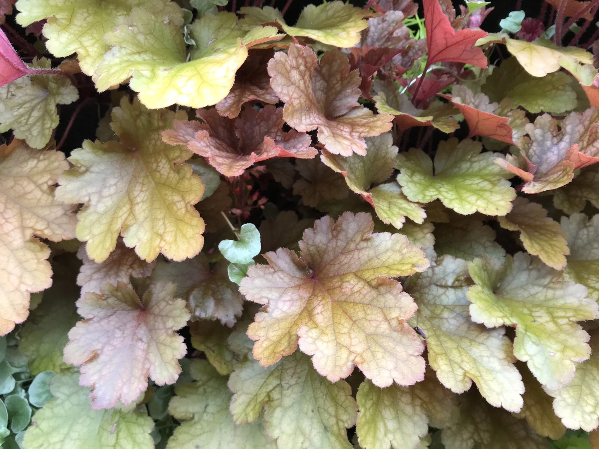 Singleness, Voluntary Poverty, and Martyrdom—Gifts?