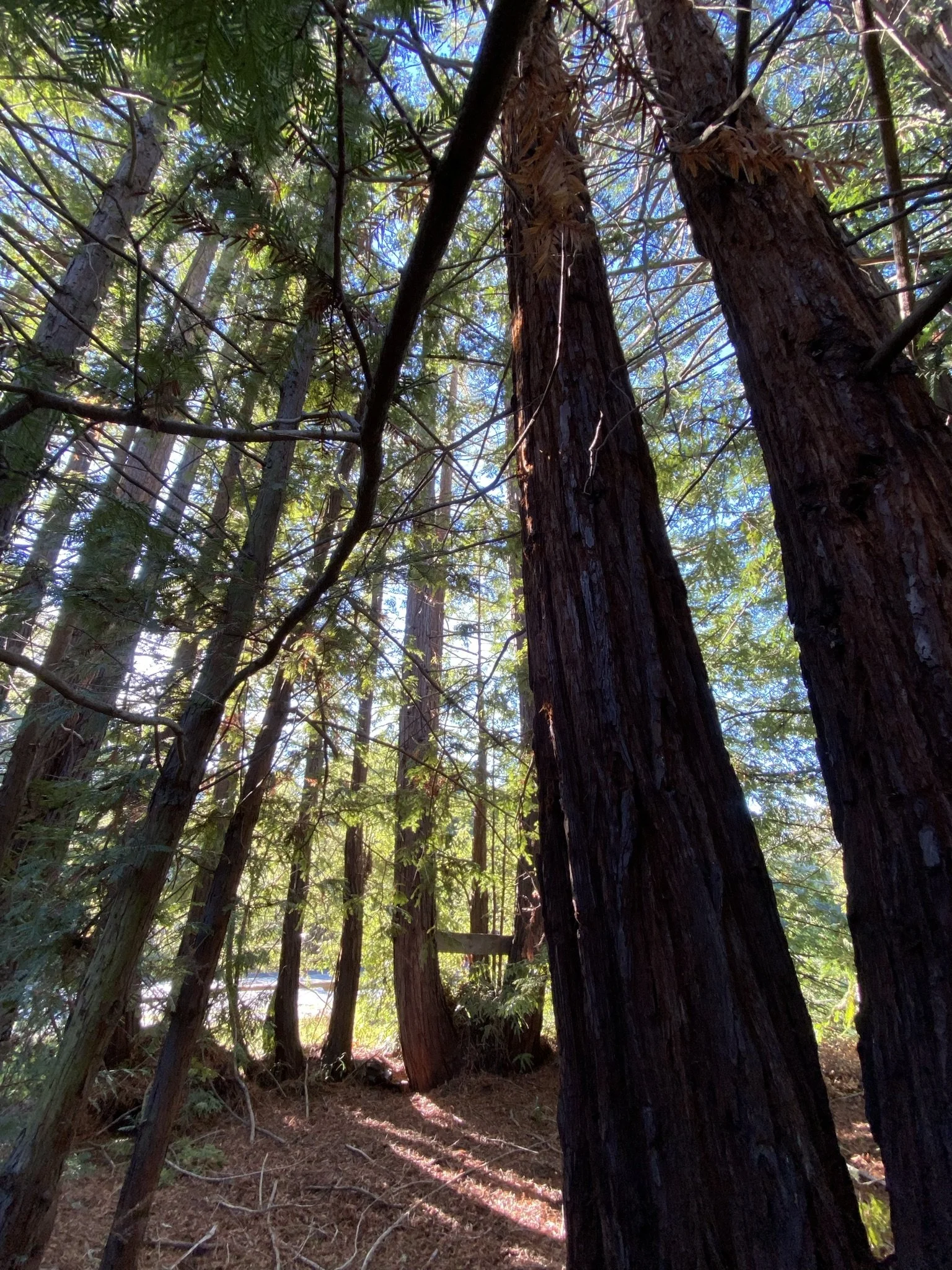 Mercy: Spiritual Gifts Definitions, Scriptures, and Ways to Serve