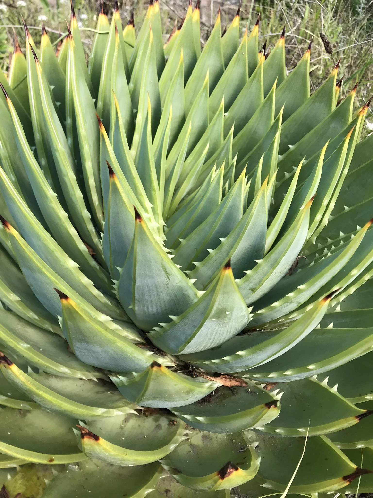 Interpretation of Tongues: Spiritual Gifts Definitions, Scriptures, and Ways to Serve