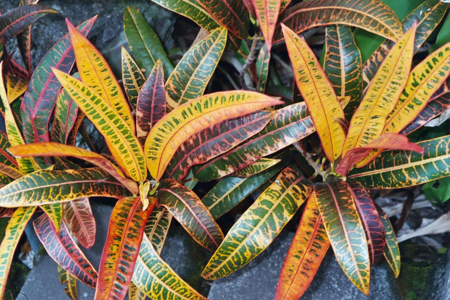 Spiritual Gift FAQ Blog Posts by Title and Date