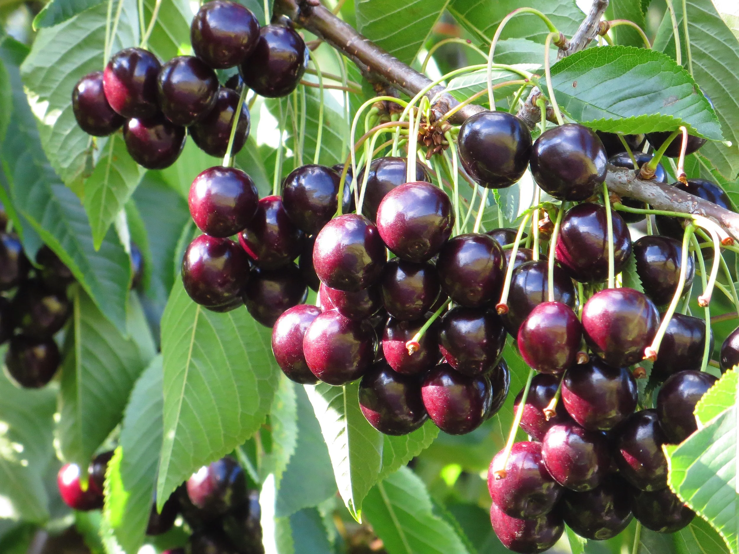 Thriving Church: A Case Study Part III