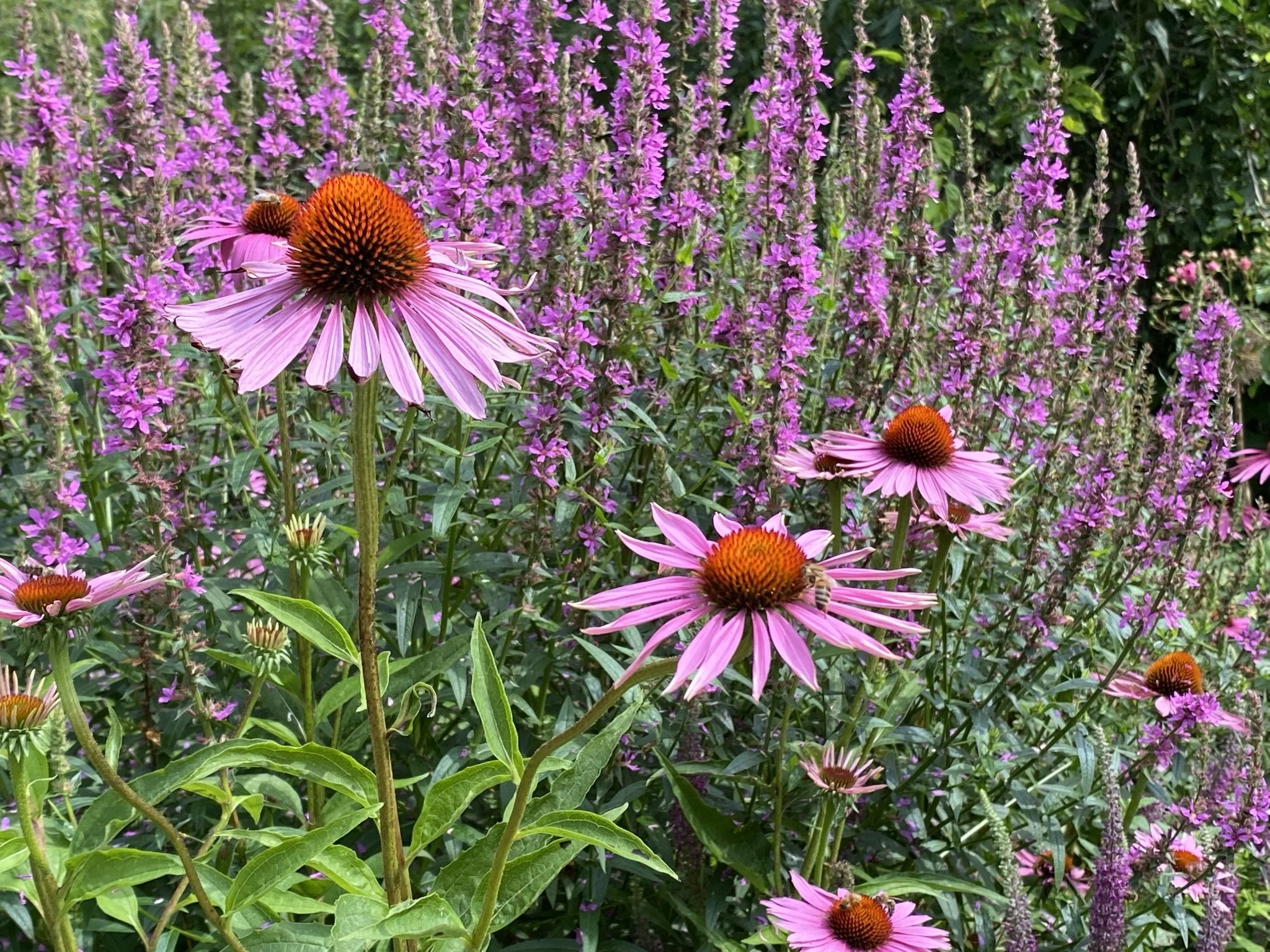 Pastoral Prayer for Joy, Healing, Hope, and PEACE