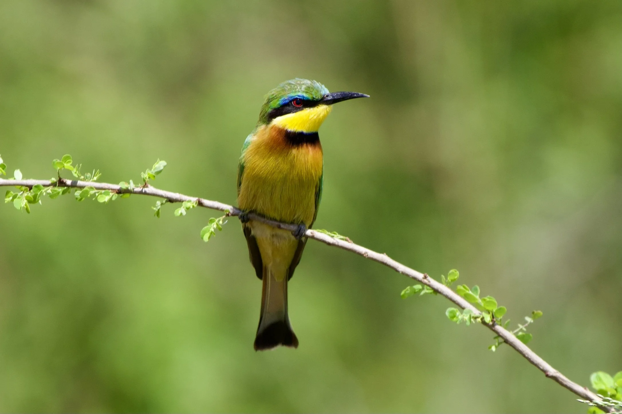 Calling and Purpose: Jochebed