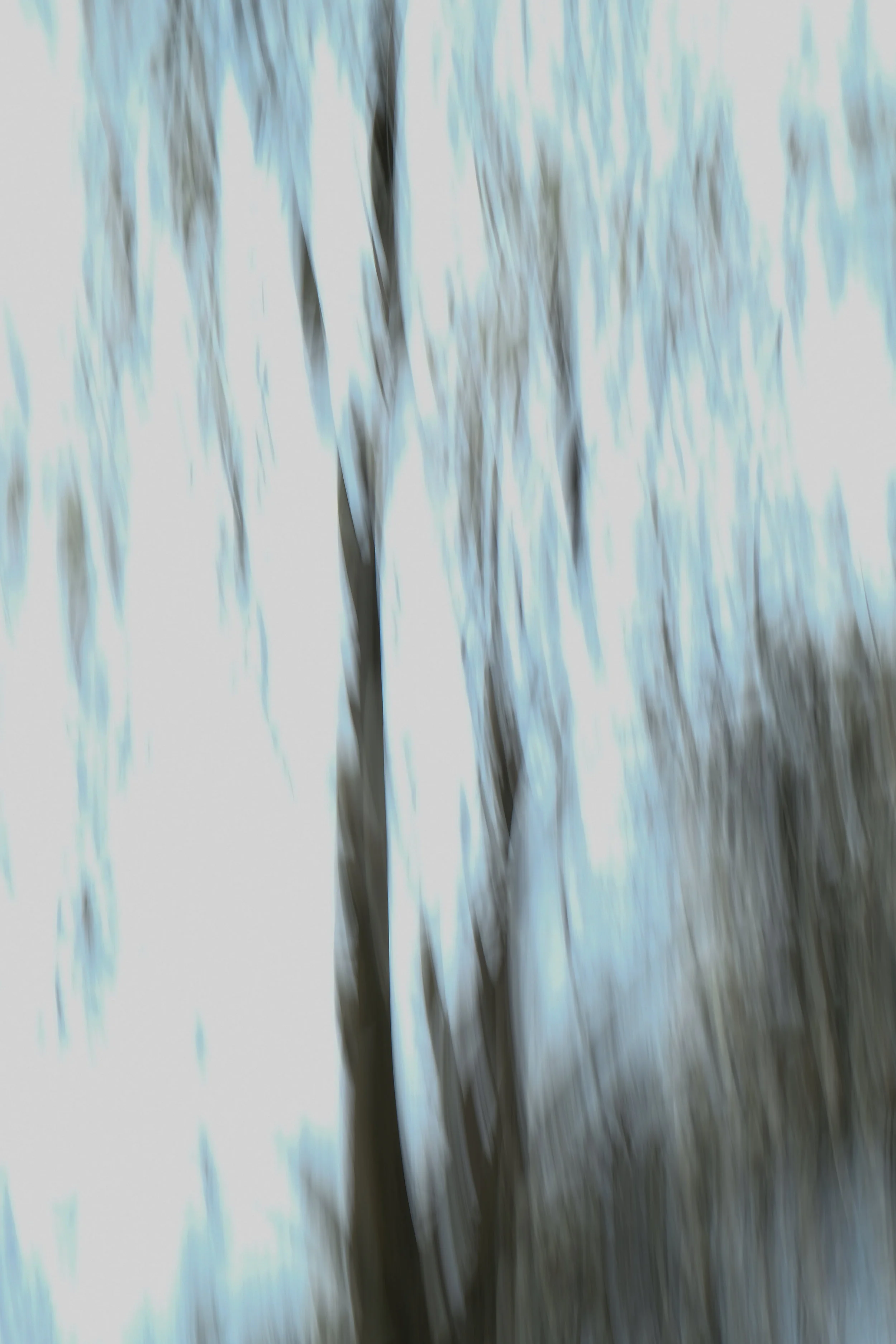 stark trees.jpg