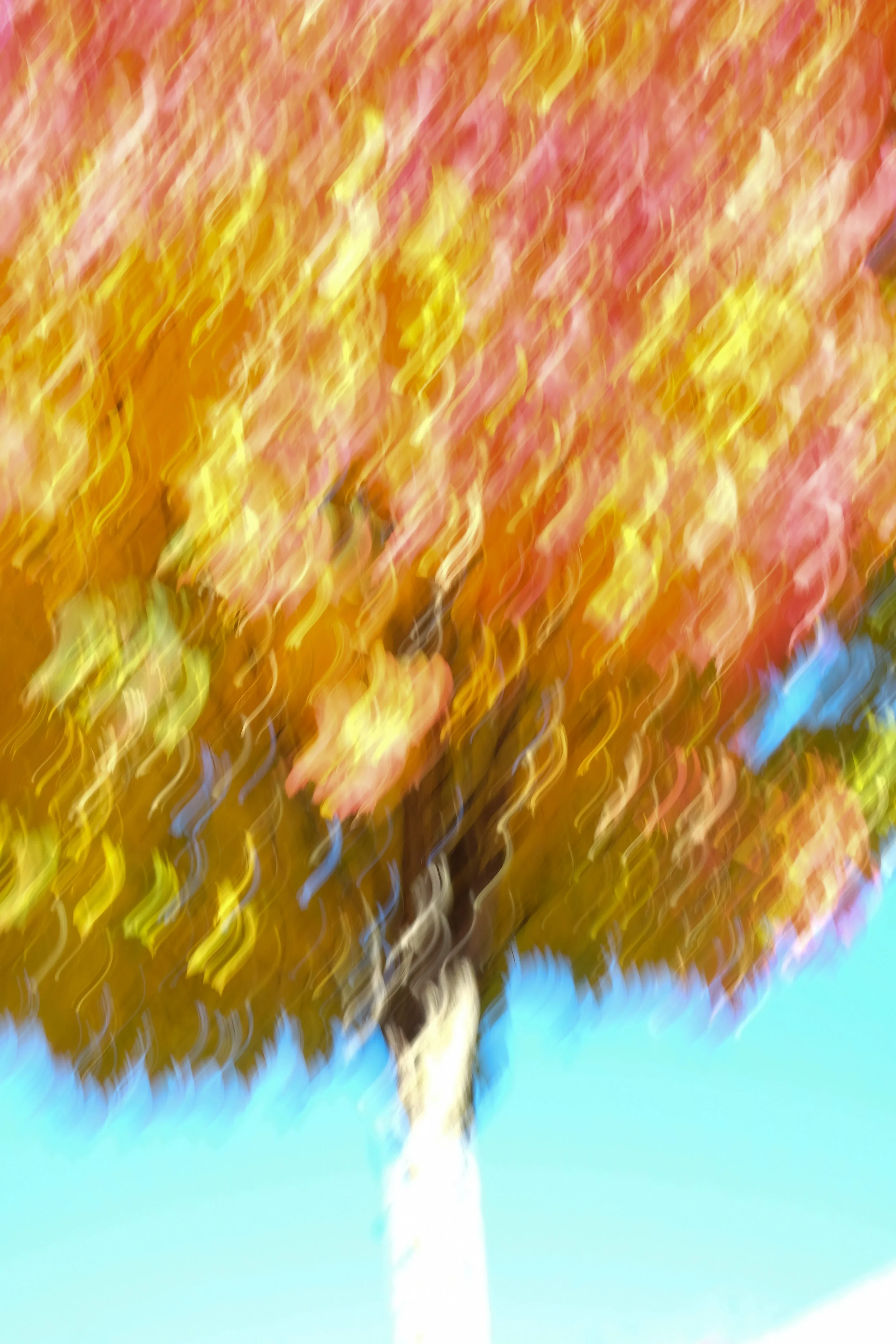 flaming tree 2 copy.jpg