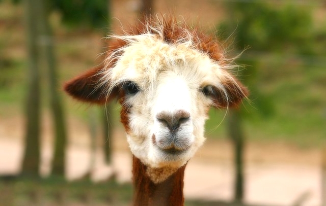 Lama_glama_at_Colchester_zoo.jpg
