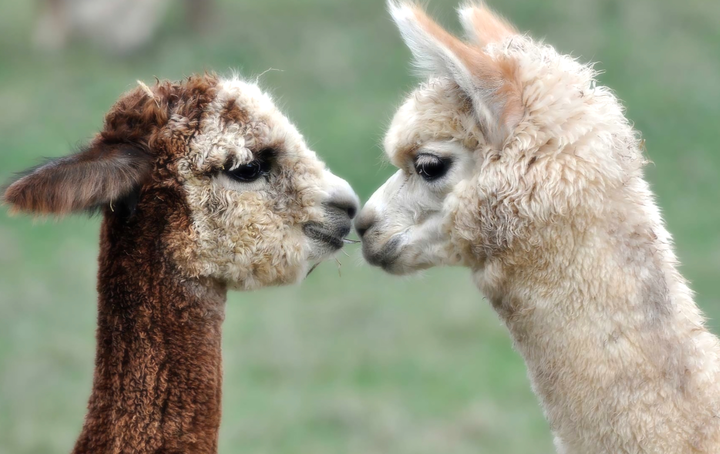 Alpaca land (2).jpg