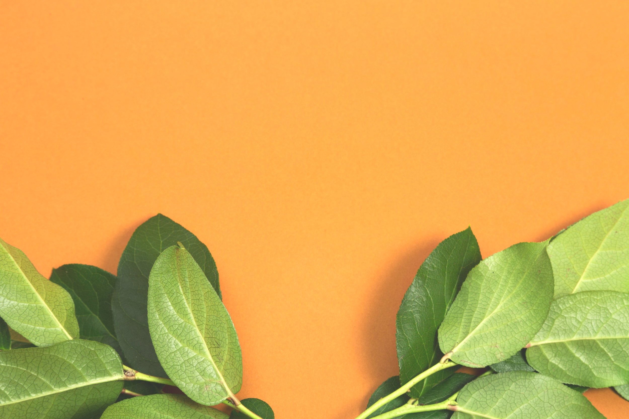 leaves-on-orange.jpg