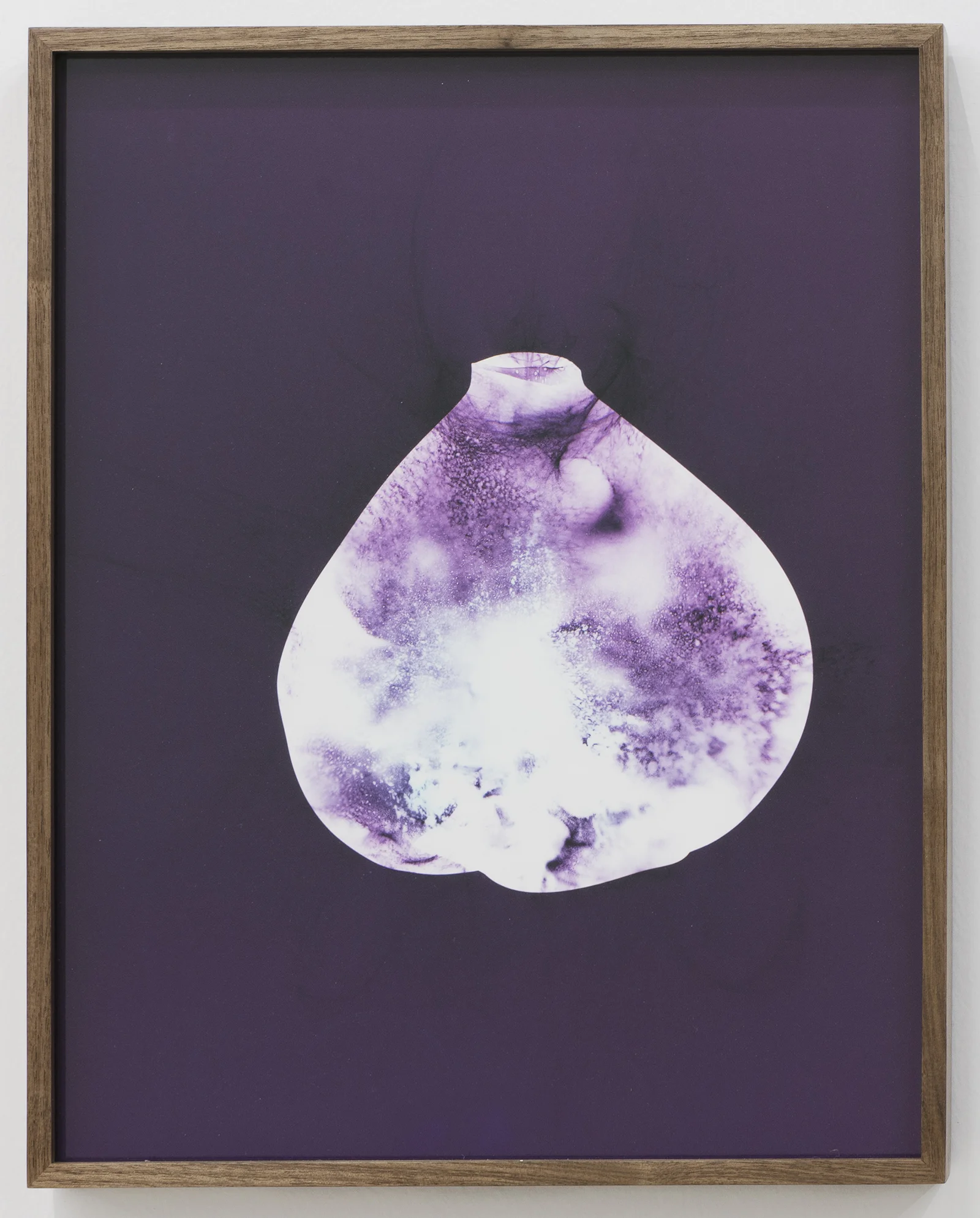 KELLY AKASHI Image of a Thing (Pink Orifice) (2016) chromogenic photogram in walnut artist’s frame 14.5x11.5”