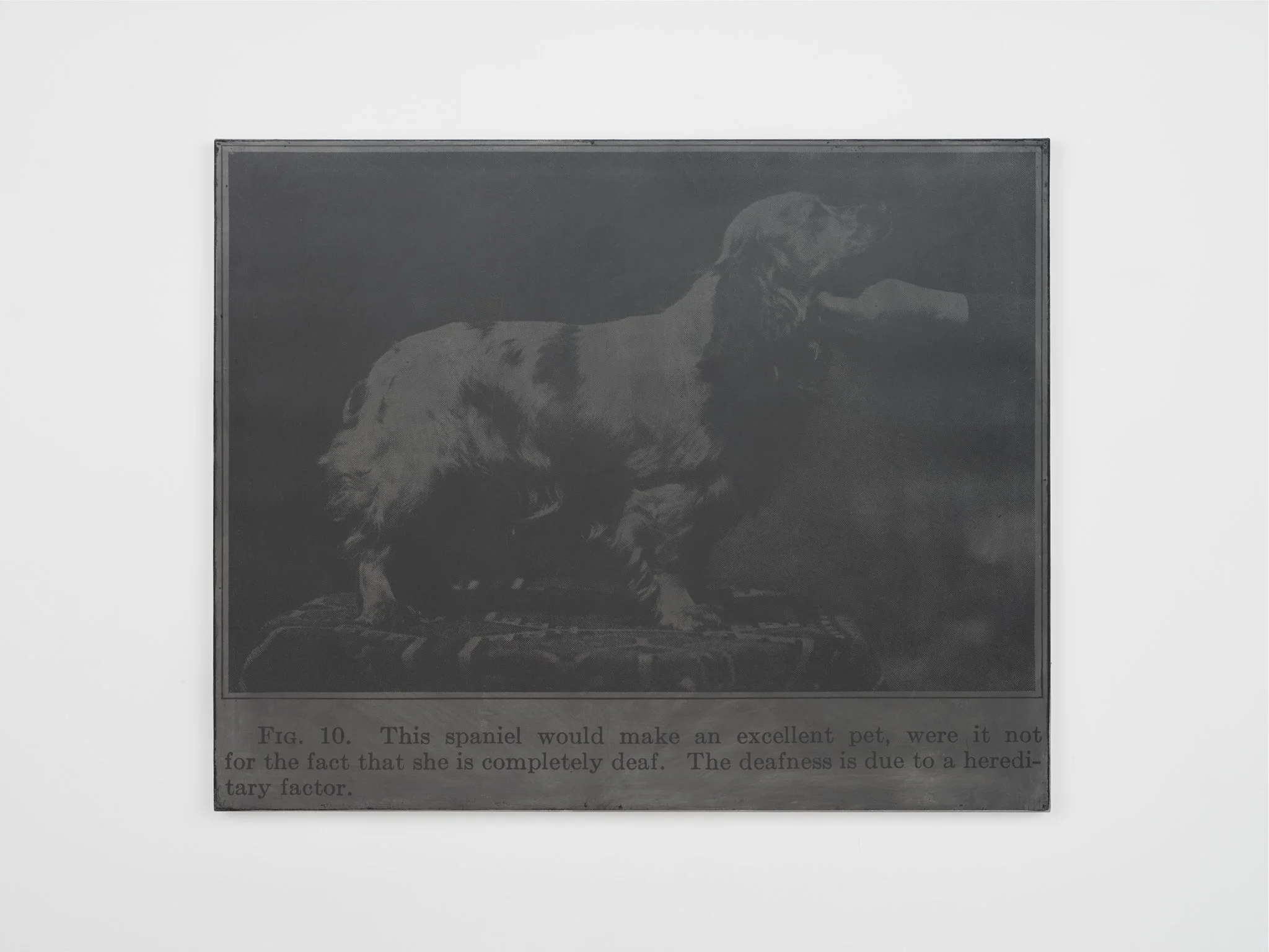   Deaf Spaniel , 1991 graphite dispersion on photograph, mounted on canvas 40 x 50 in. (101.60 x 127.00 cm)  