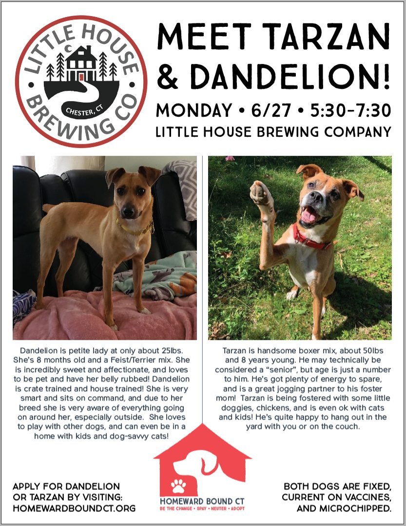 Meet the Pups! - A Meet & Greet Adoption Event Hosted by Homeward Bound CT