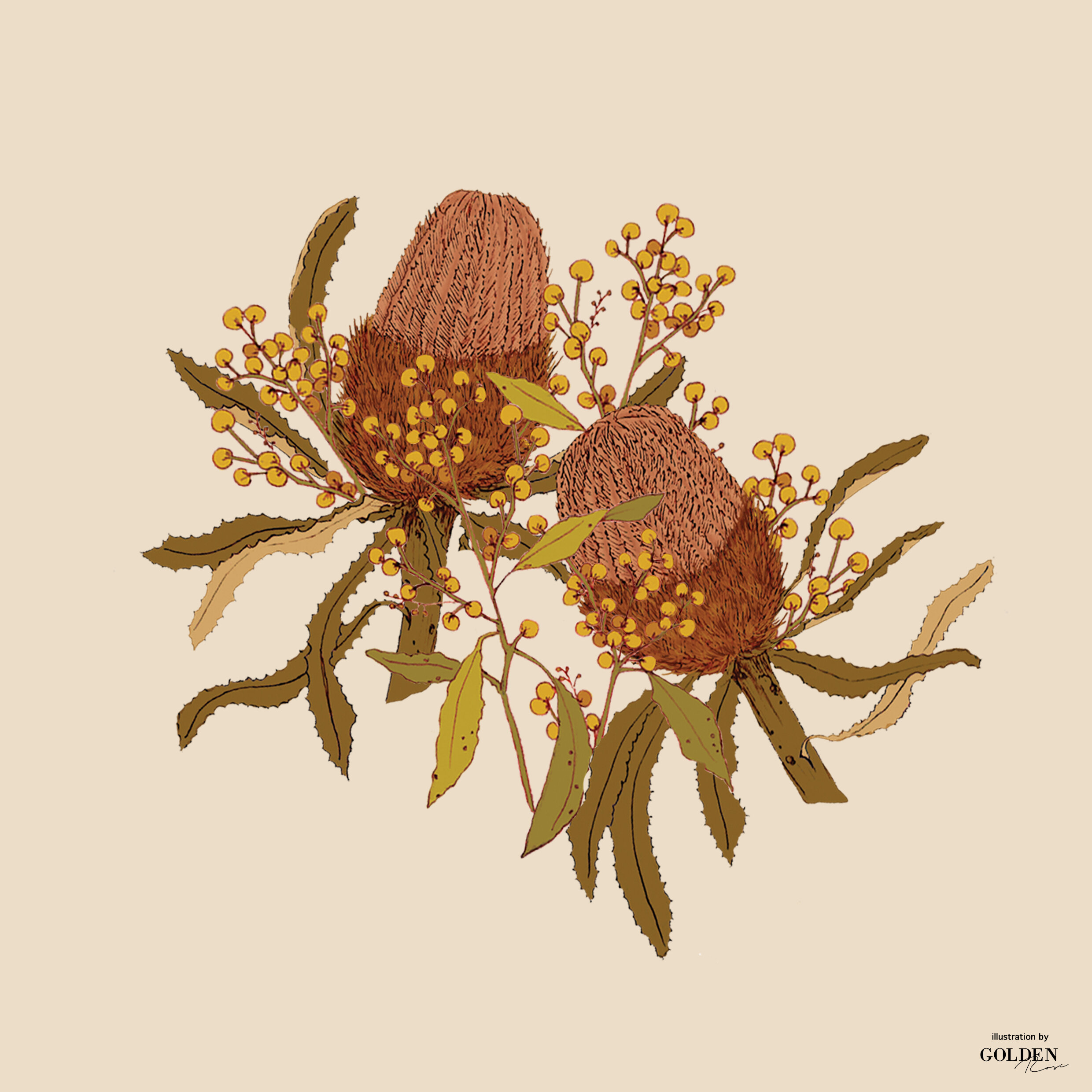 Custom australia flower illustrations