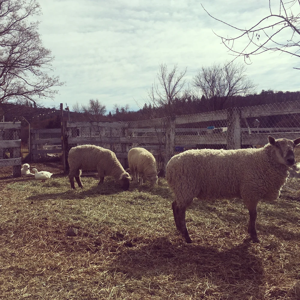 Marching Into March With A Mid Week Meatloaf Skyelark Ranch