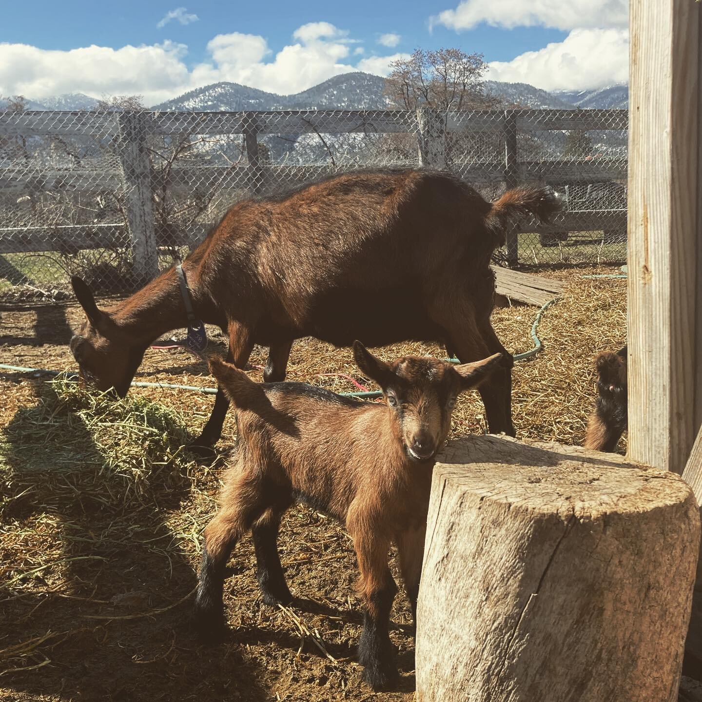 Meet Doorstump. Oh, and a baby goat.

#babygoats #thisfarminglife