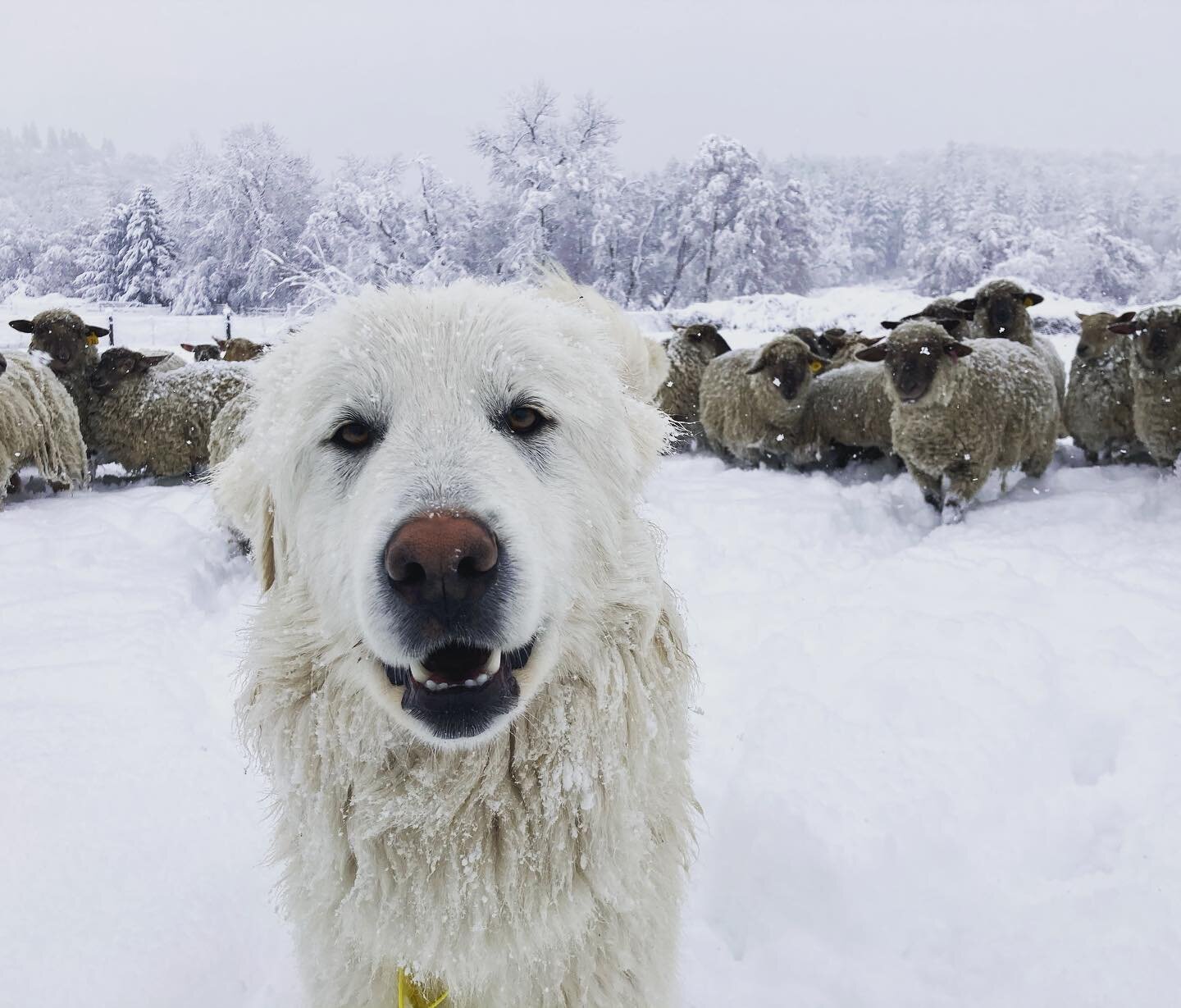 This year we are going to have to pry spring from winter&rsquo;s cold, dead, hands.
#thisfarminglife #californiasmallfarm #greatpyrenees #lgd #supposedtobewiththechickens #shesnotwiththechickens #shecamebacktohersheepinstead #snowandelectricfencedono