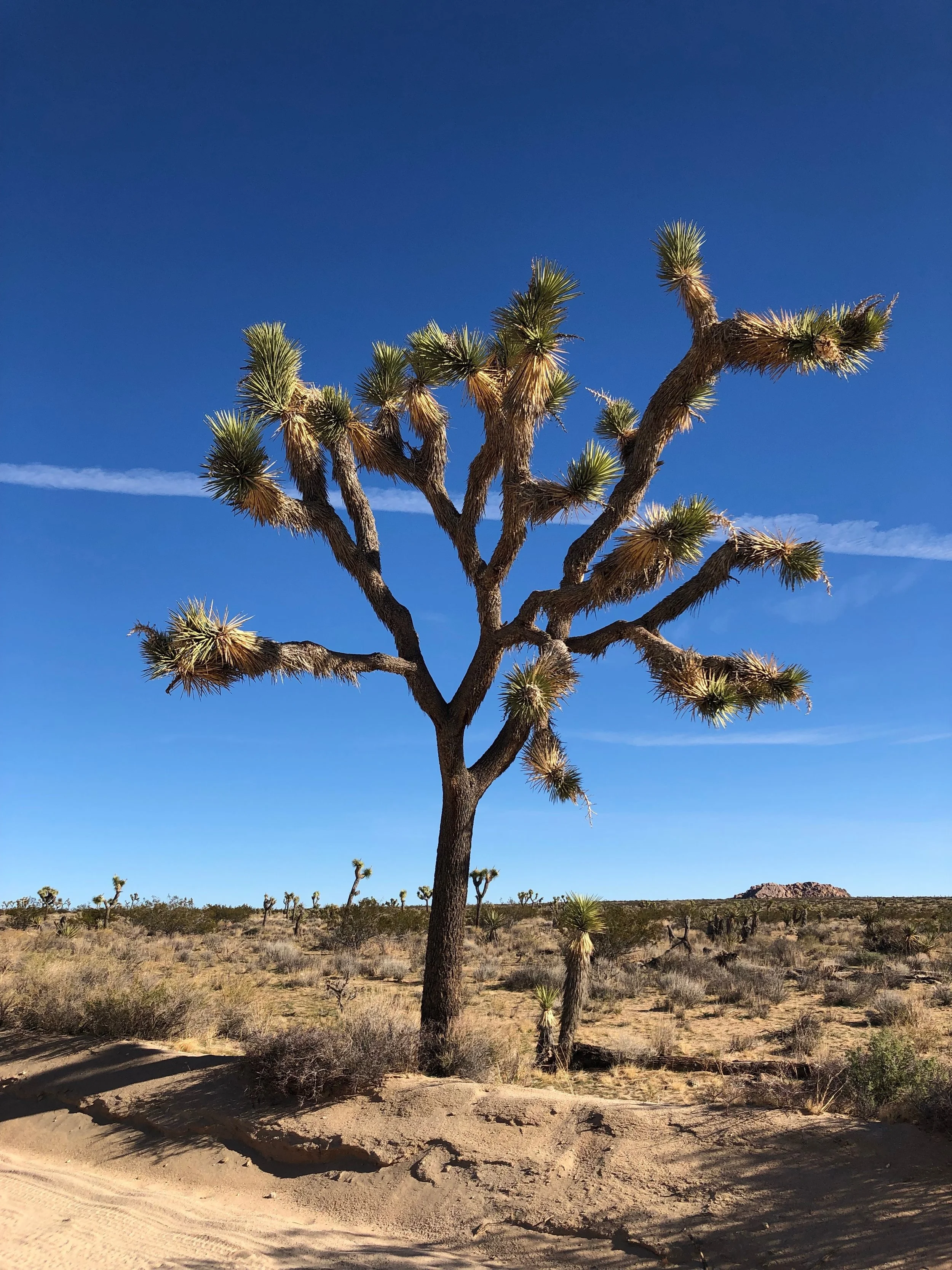 Geology Tour Road - Joshua Tree National Park