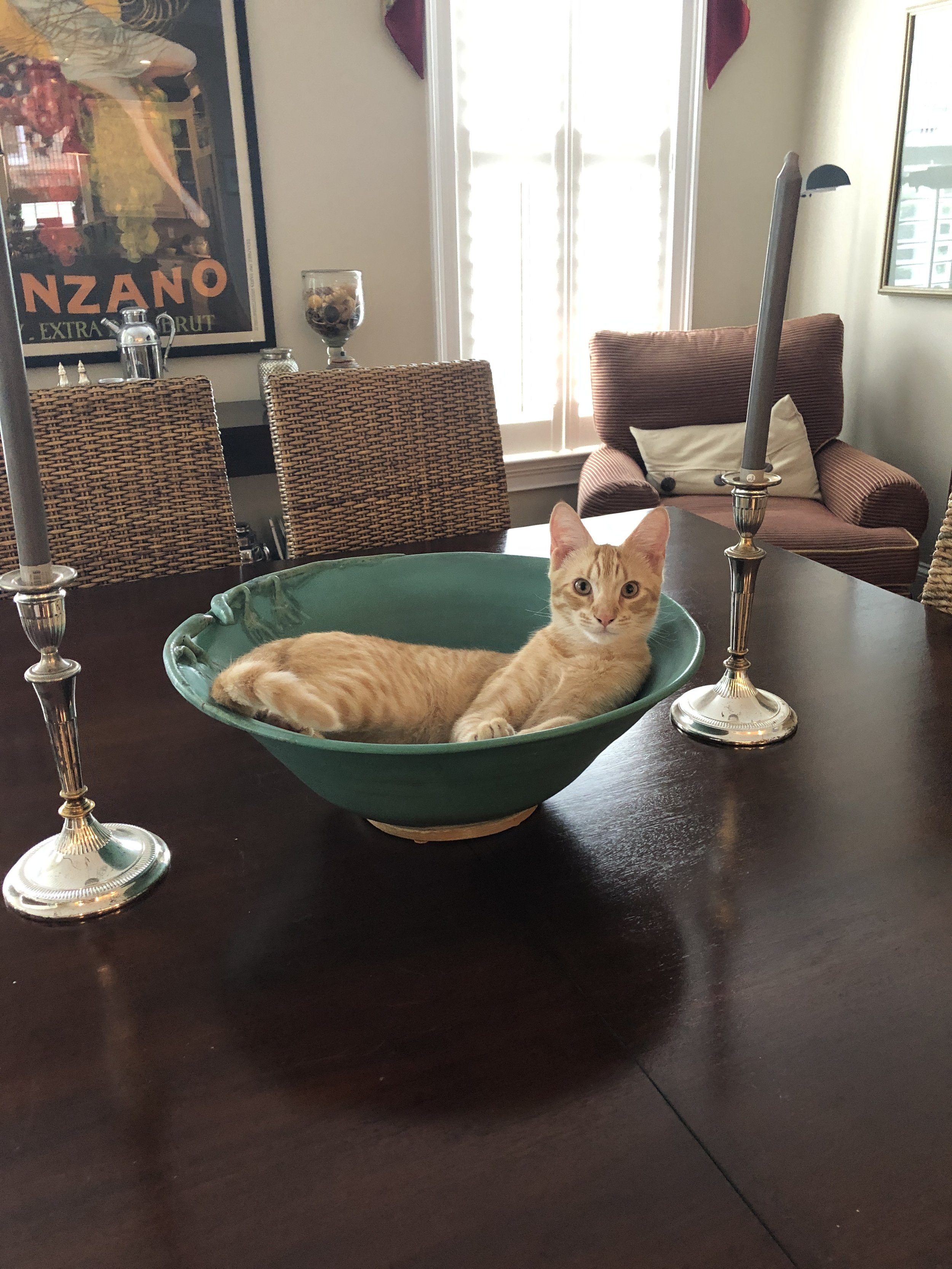 BISCUIT’S 18-MONTH CALENDAR (Jan 2020-June 2021)